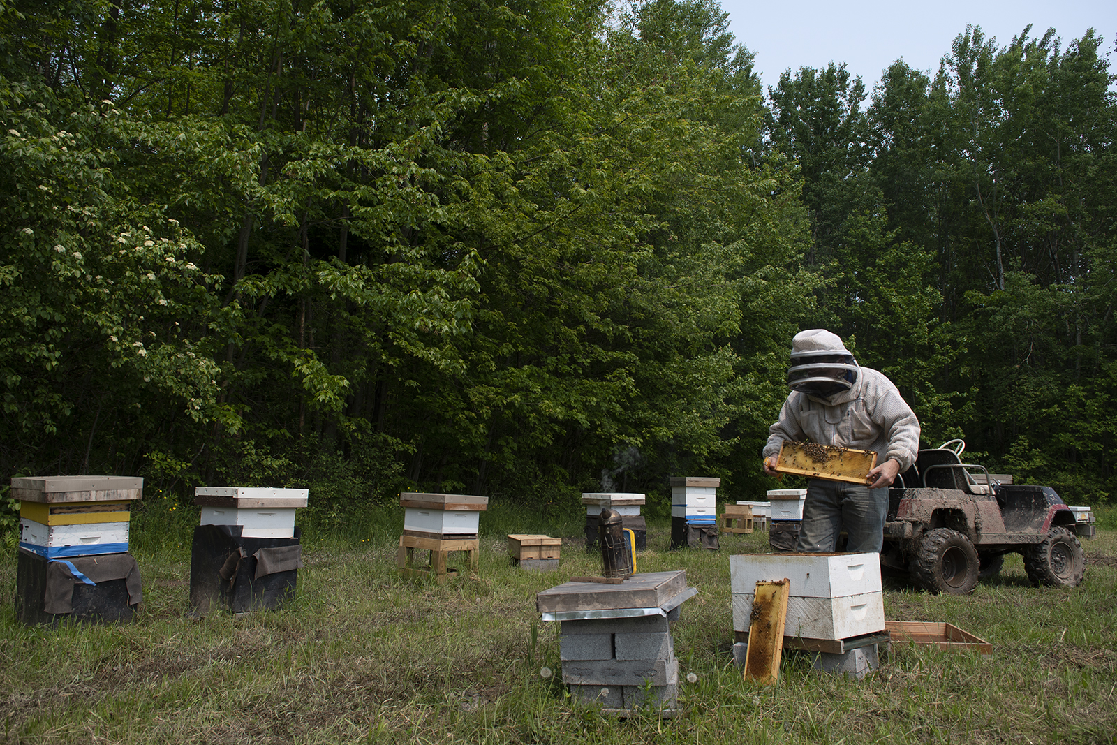 Kaufman with his bee colonies