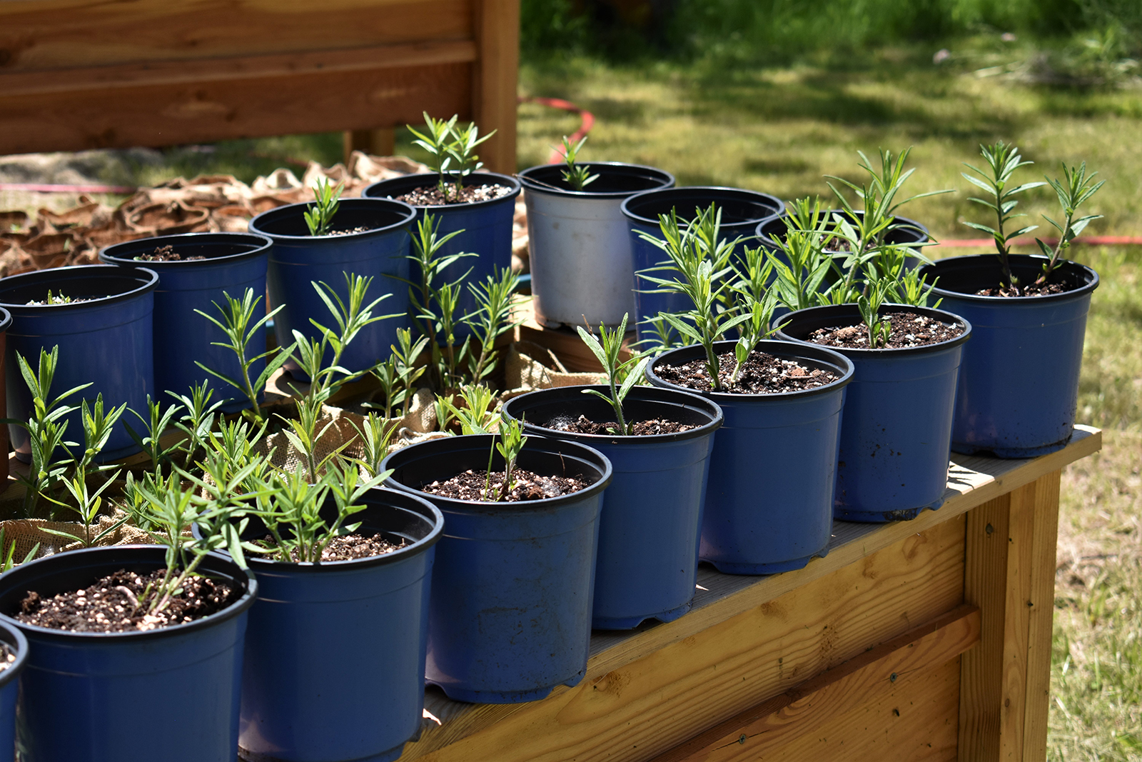 Pots of milkweed