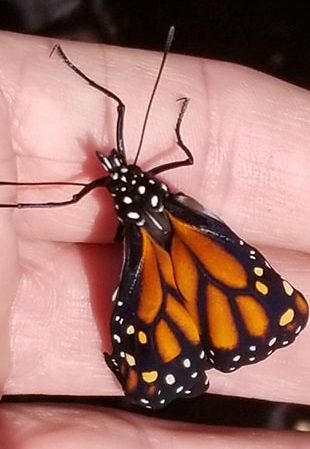Monarch butterfly in someone's hand