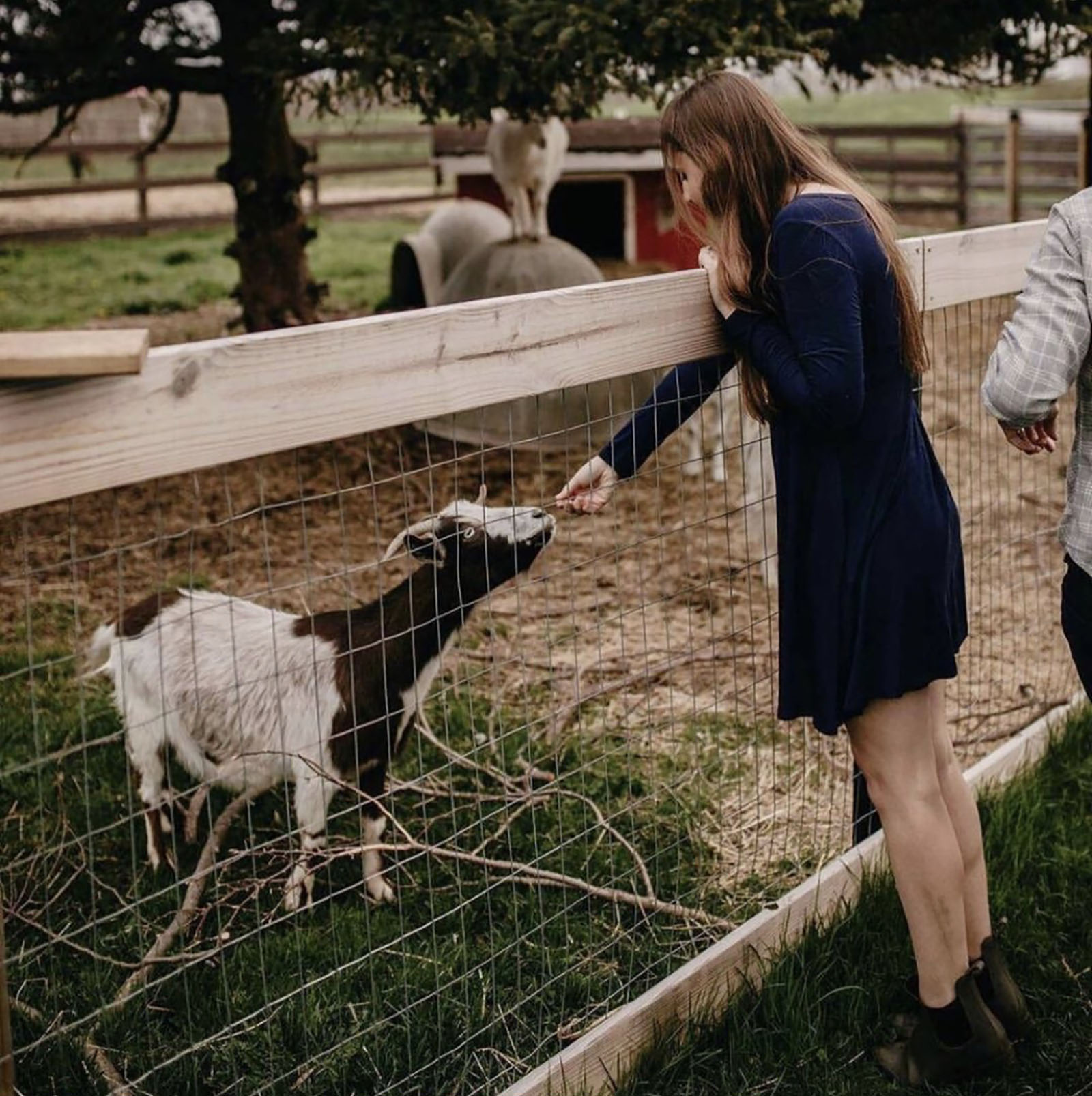 Jenn Ward feeding a goat