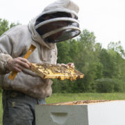 Man holding bees