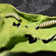Caterpillars on a leaf