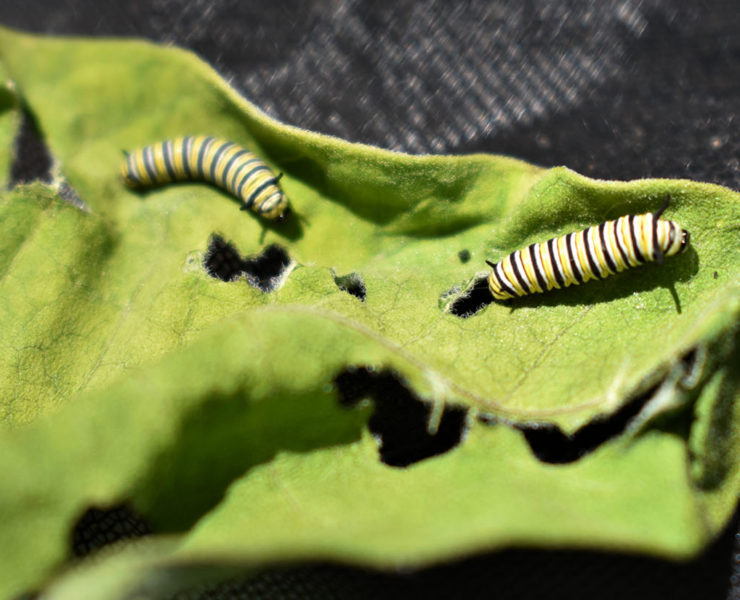 Caterpillars on a leaf