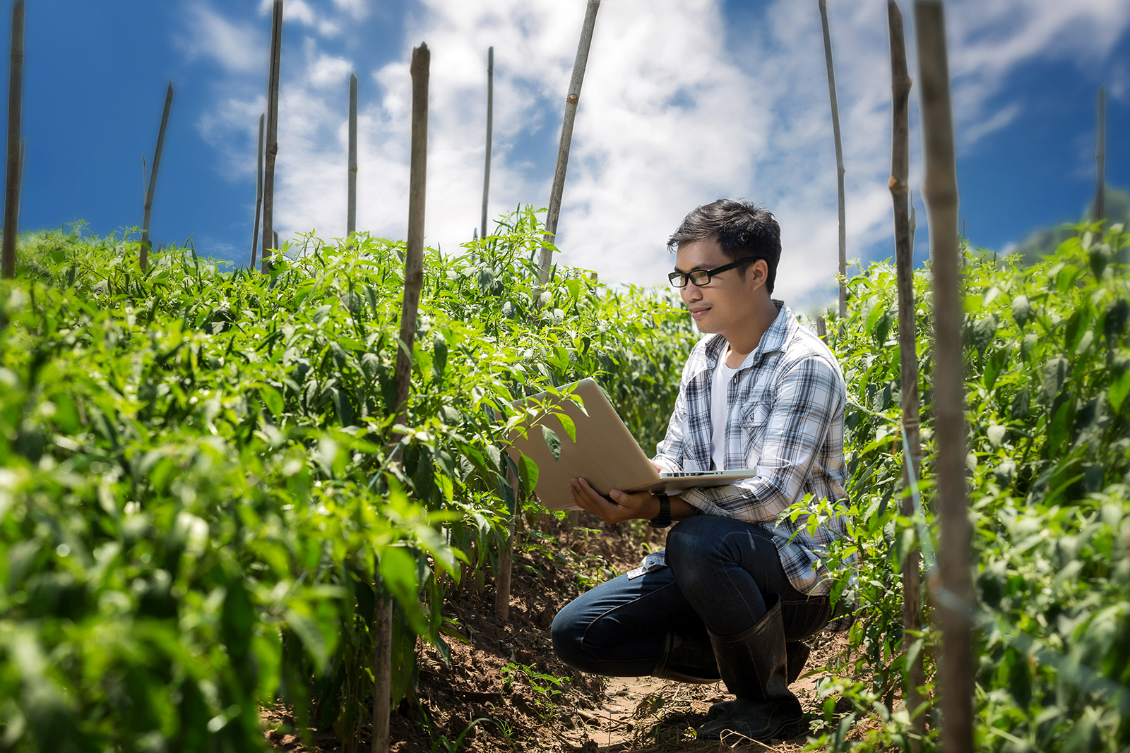 Man on a laptop in a field