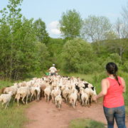 Ellie running with goats