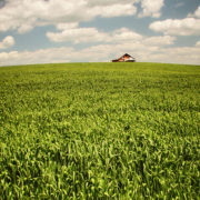barn at the end of a field of corn