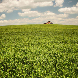 barn at the end of a field of corn