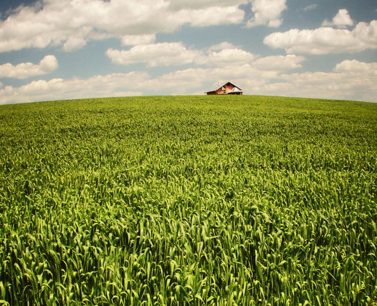 barn at the end of a field of corn