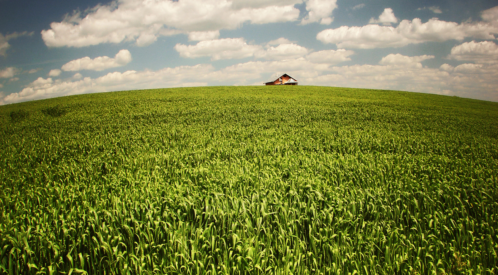 barn at the end of a field of corn