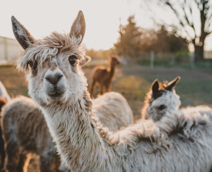alpaca looking at camera