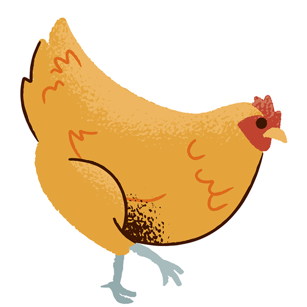orpington chicken